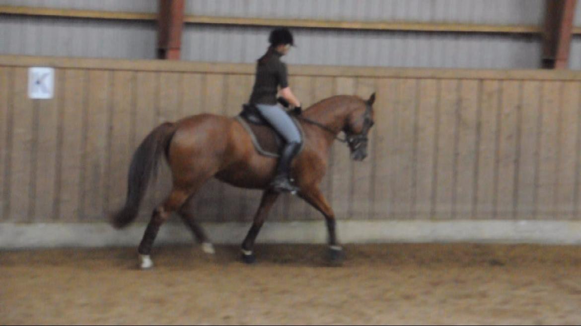 Dressurundervisning v. Michael Grønne! billede 15