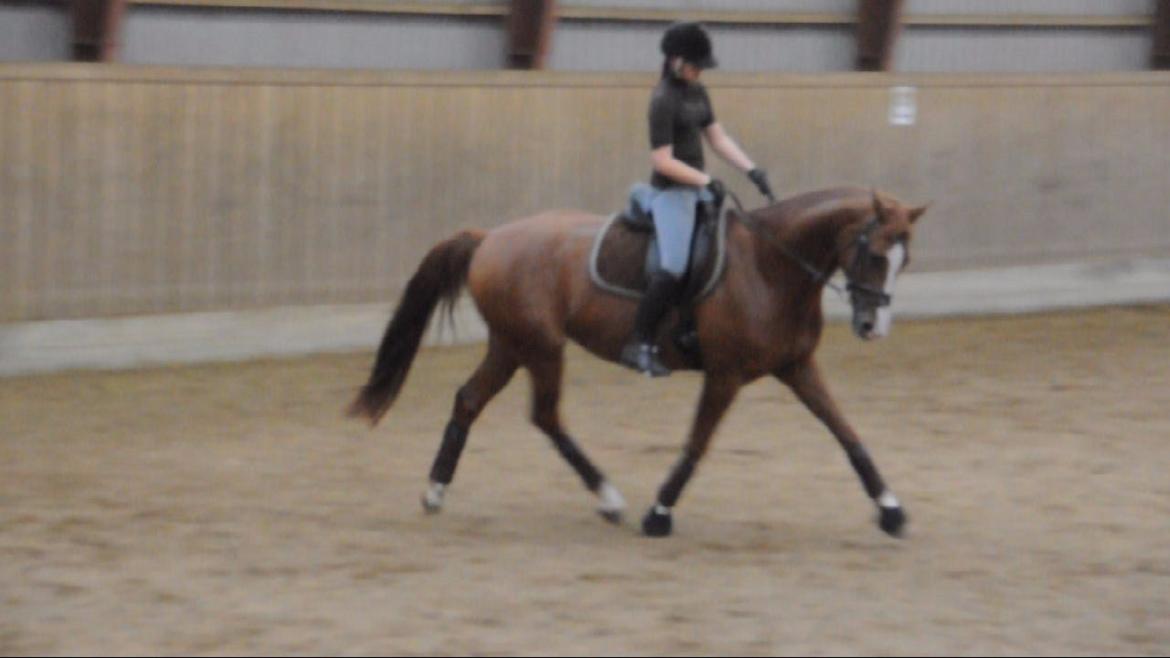 Dressurundervisning v. Michael Grønne! billede 16