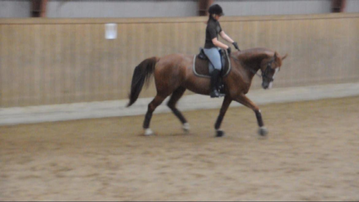 Dressurundervisning v. Michael Grønne! billede 17