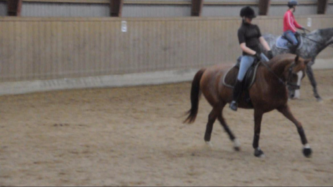 Dressurundervisning v. Michael Grønne! billede 18