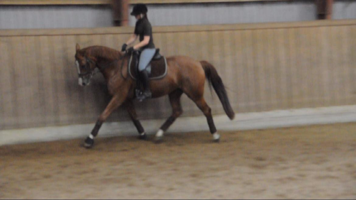 Dressurundervisning v. Michael Grønne! billede 19