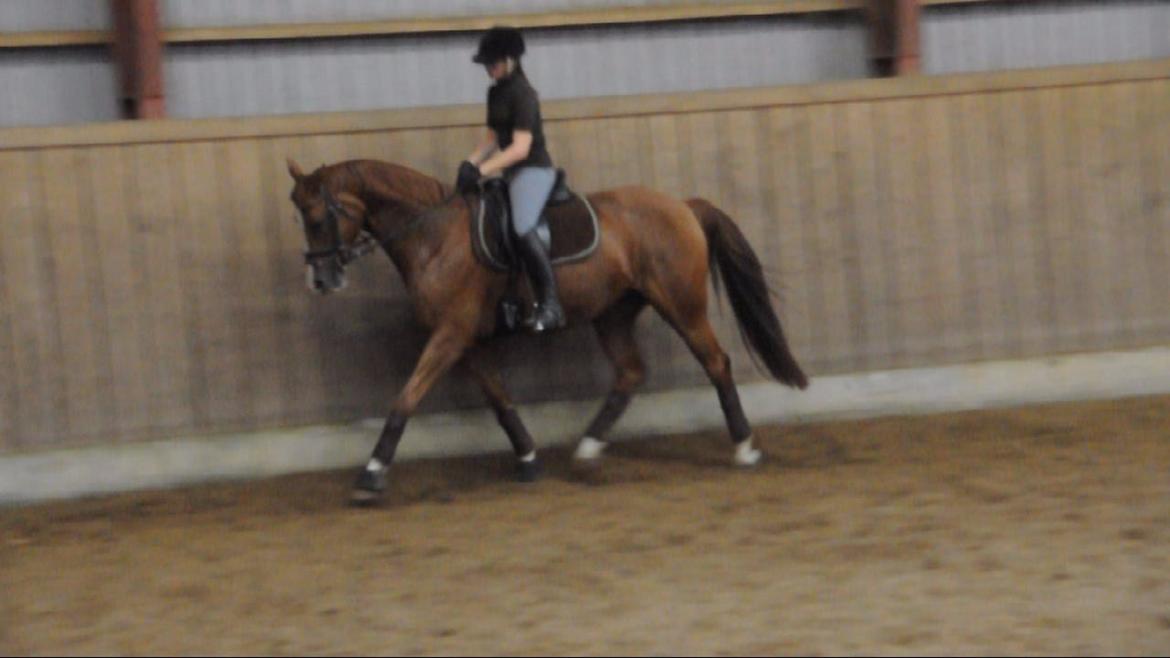 Dressurundervisning v. Michael Grønne! billede 20