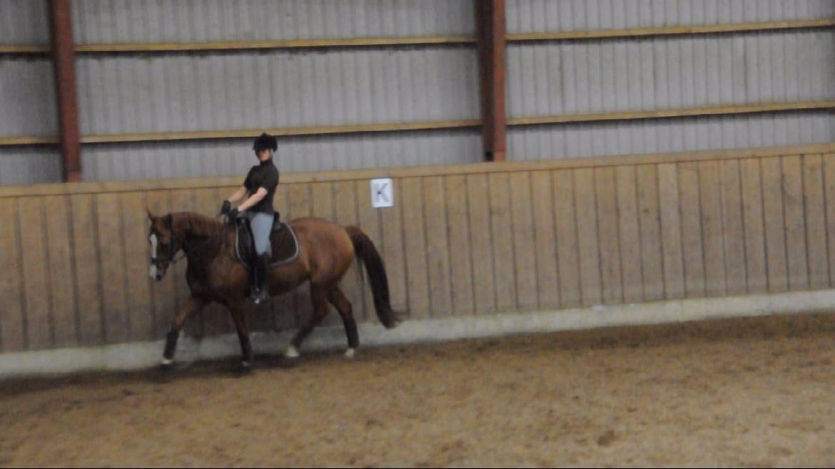 Dressurundervisning v. Michael Grønne! billede 21