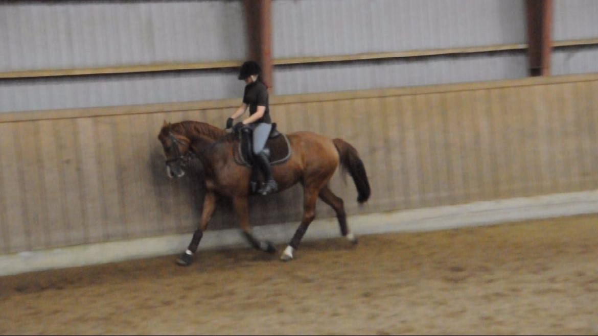 Dressurundervisning v. Michael Grønne! billede 22