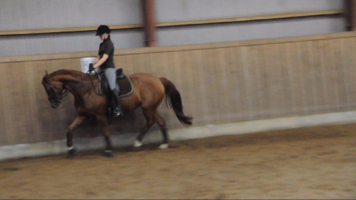 Dressurundervisning v. Michael Grønne! billede 23