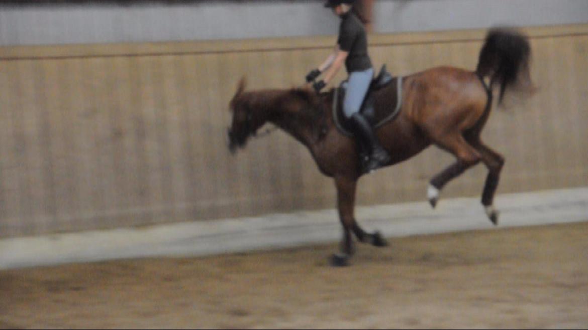 Dressurundervisning v. Michael Grønne! billede 24