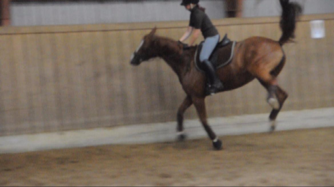 Dressurundervisning v. Michael Grønne! billede 25