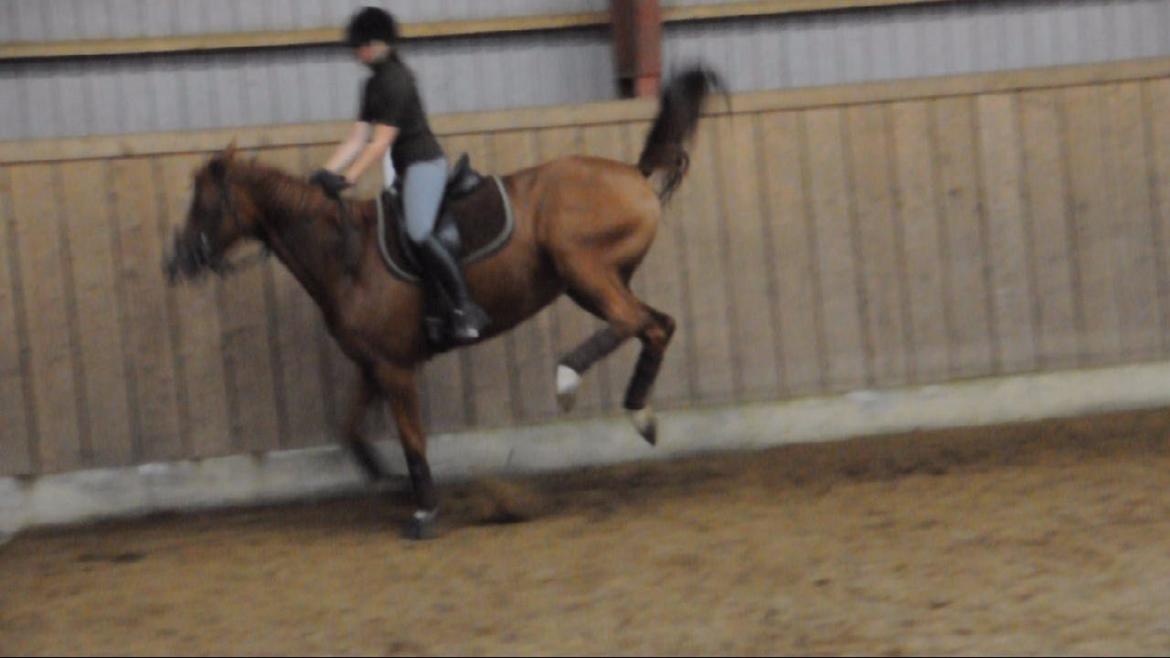 Dressurundervisning v. Michael Grønne! billede 26