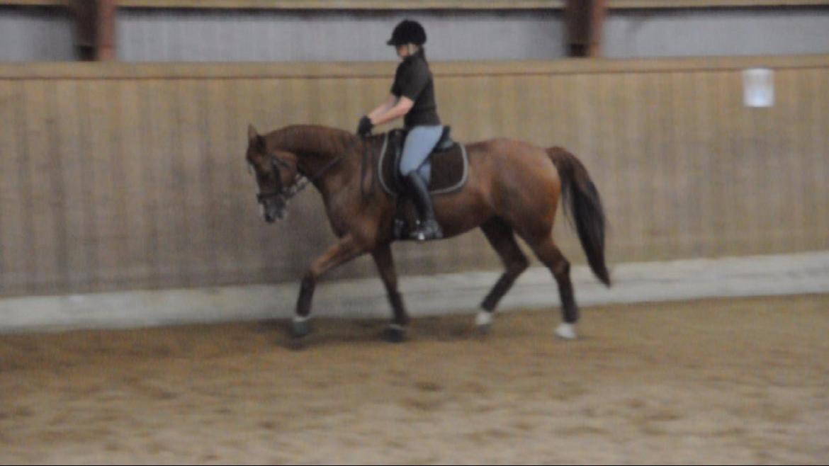 Dressurundervisning v. Michael Grønne! billede 27