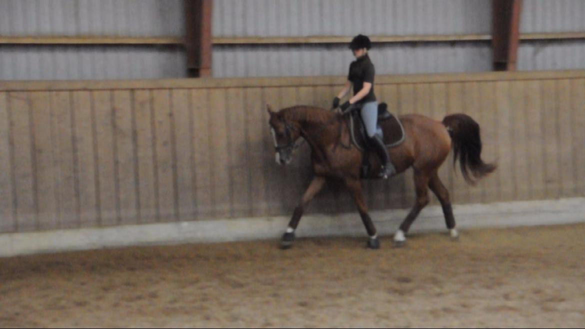 Dressurundervisning v. Michael Grønne! billede 28