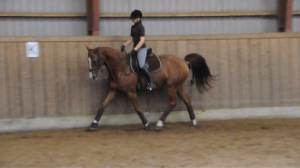 Dressurundervisning v. Michael Grønne! billede 29