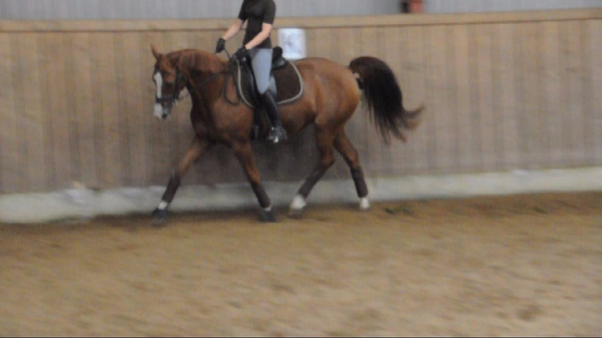 Dressurundervisning v. Michael Grønne! billede 30