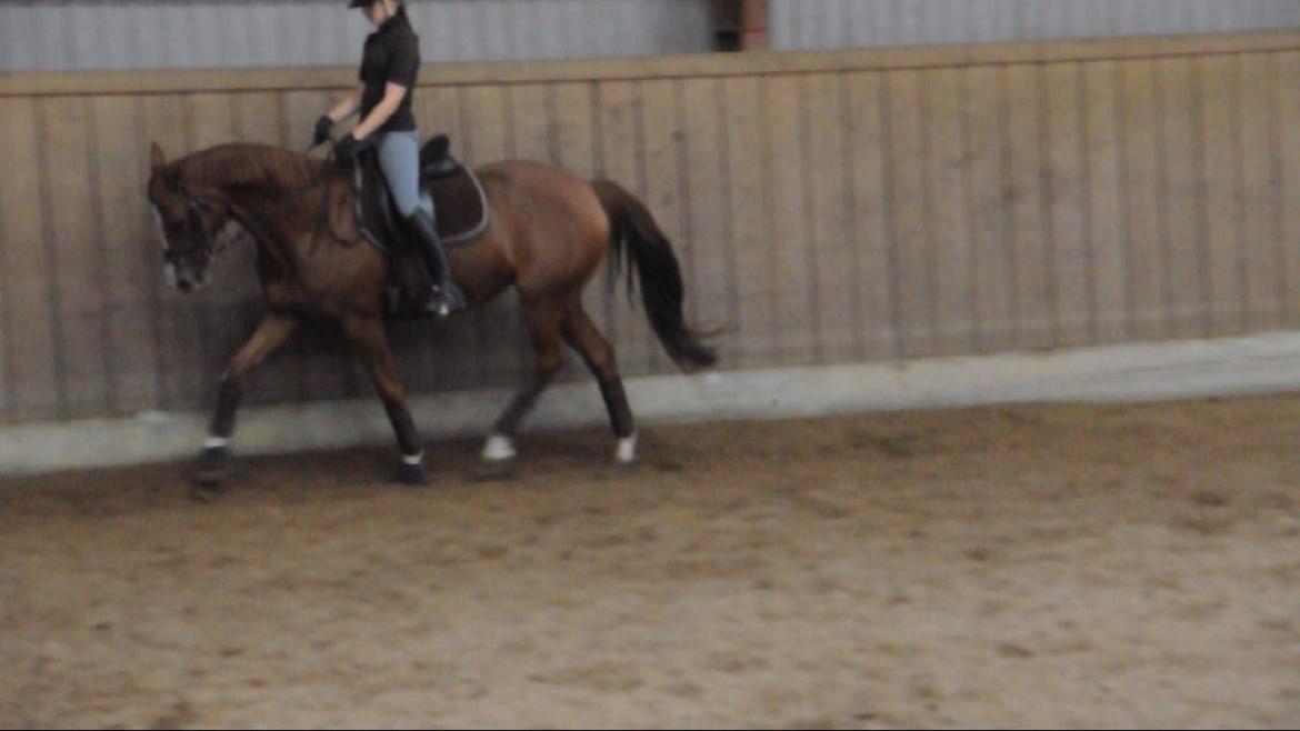 Dressurundervisning v. Michael Grønne! billede 31