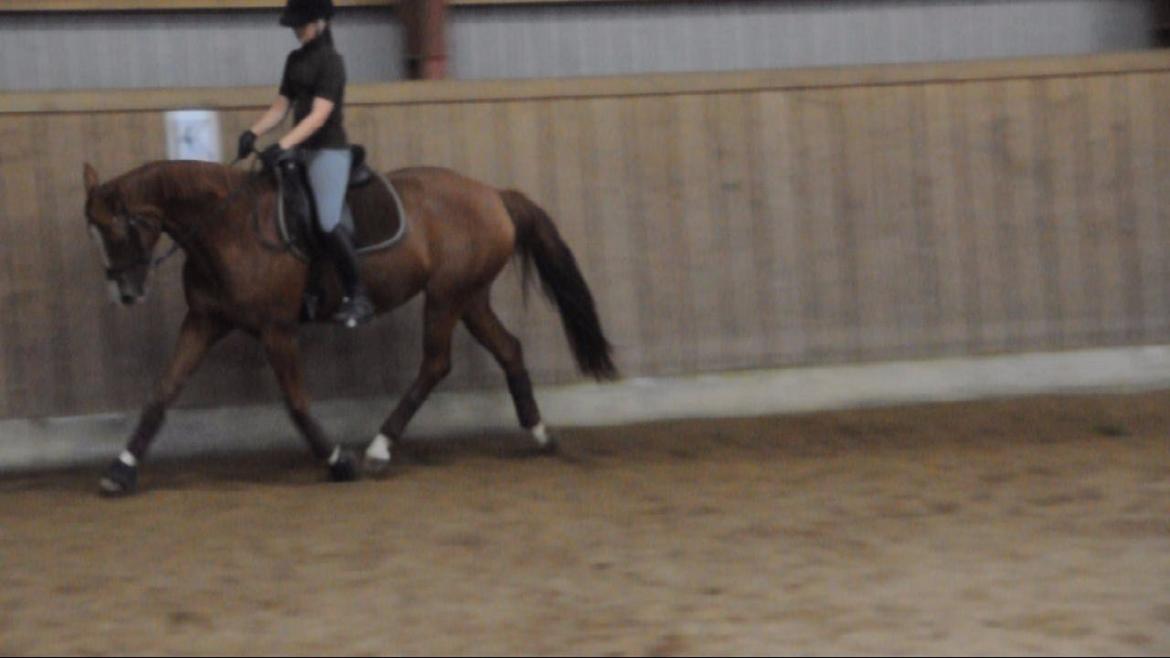Dressurundervisning v. Michael Grønne! billede 32