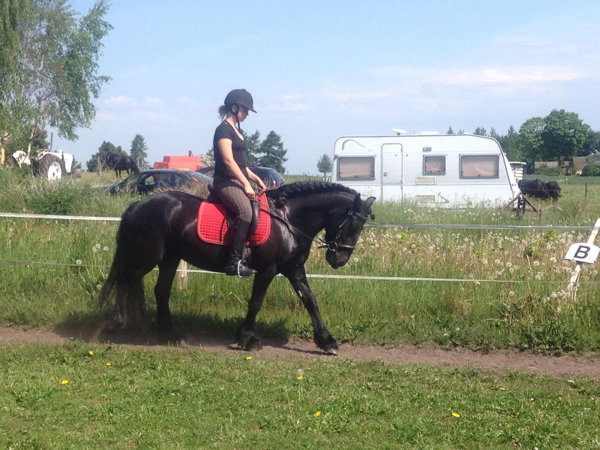  fell ponyer fra stutteri Bakkely - Sara og Bakkely´s Stella billede 1