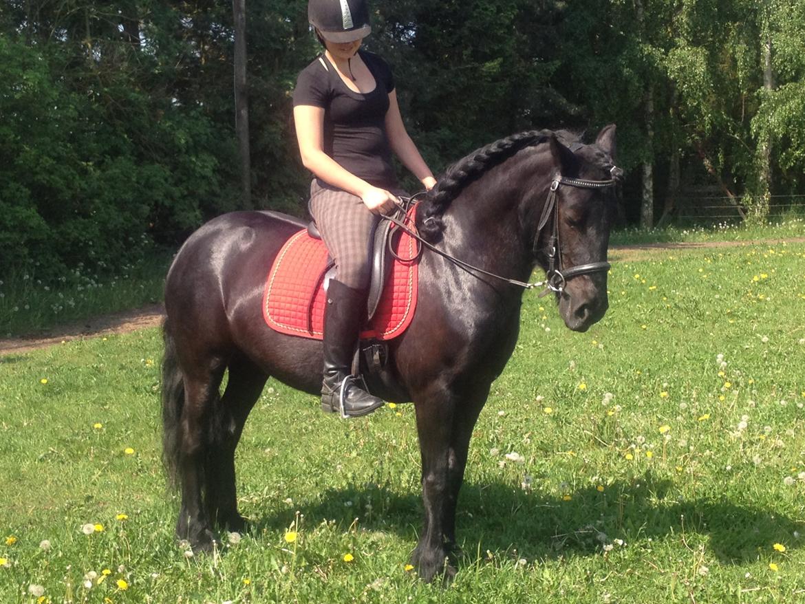  fell ponyer fra stutteri Bakkely - Bakkely´s Stella

 billede 2