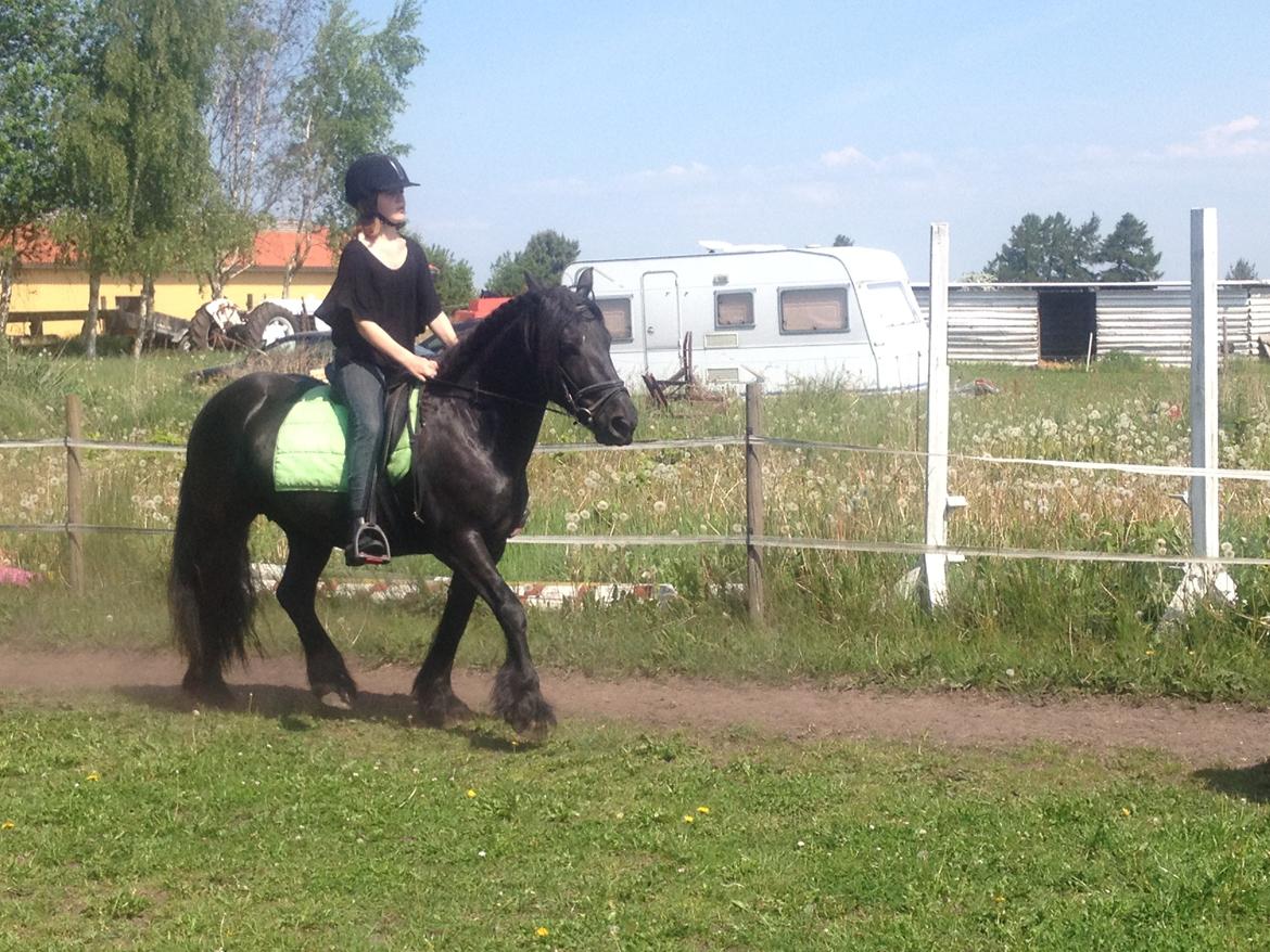  fell ponyer fra stutteri Bakkely - Green meadow fleur med sin part caroline billede 3