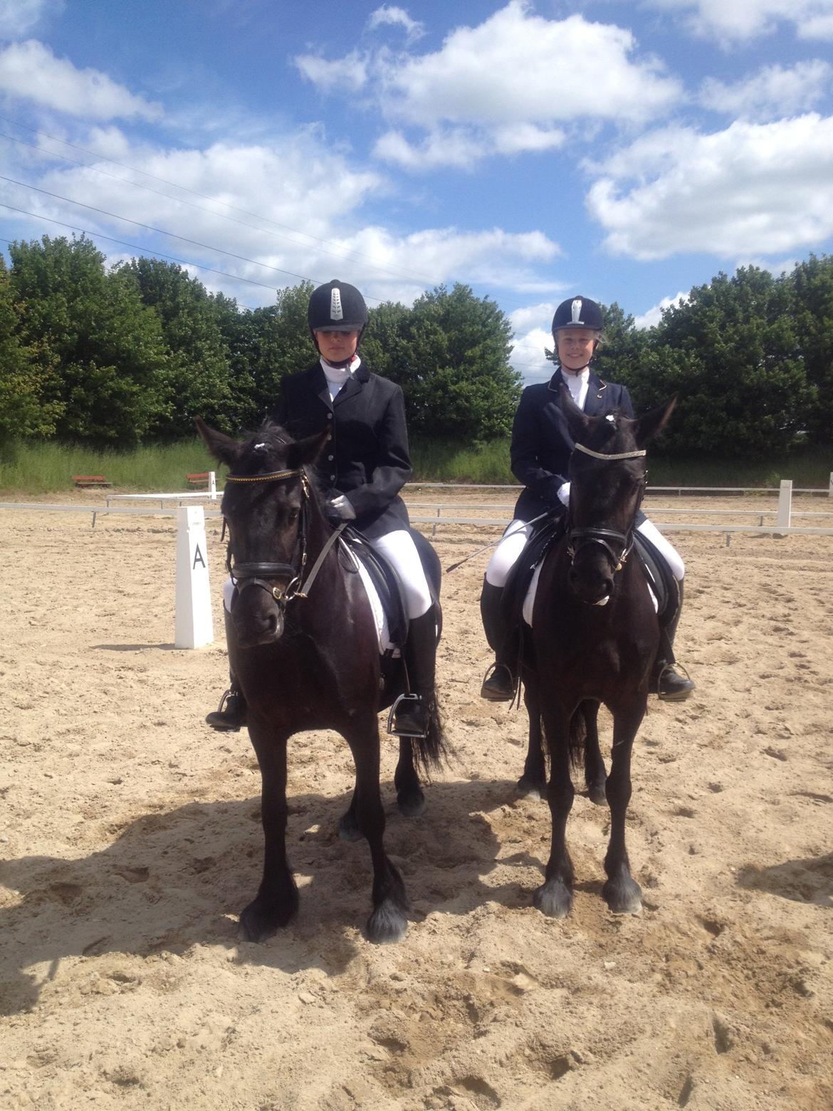  fell ponyer fra stutteri Bakkely - Bakkely´s Stella og Bella til deres første dresur stævne billede 4