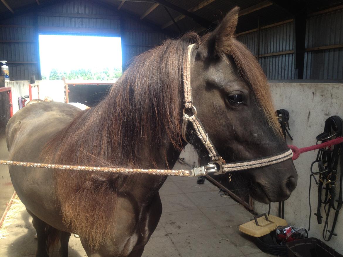  fell ponyer fra stutteri Bakkely - Bakkely´s Dalton

solgt billede 6