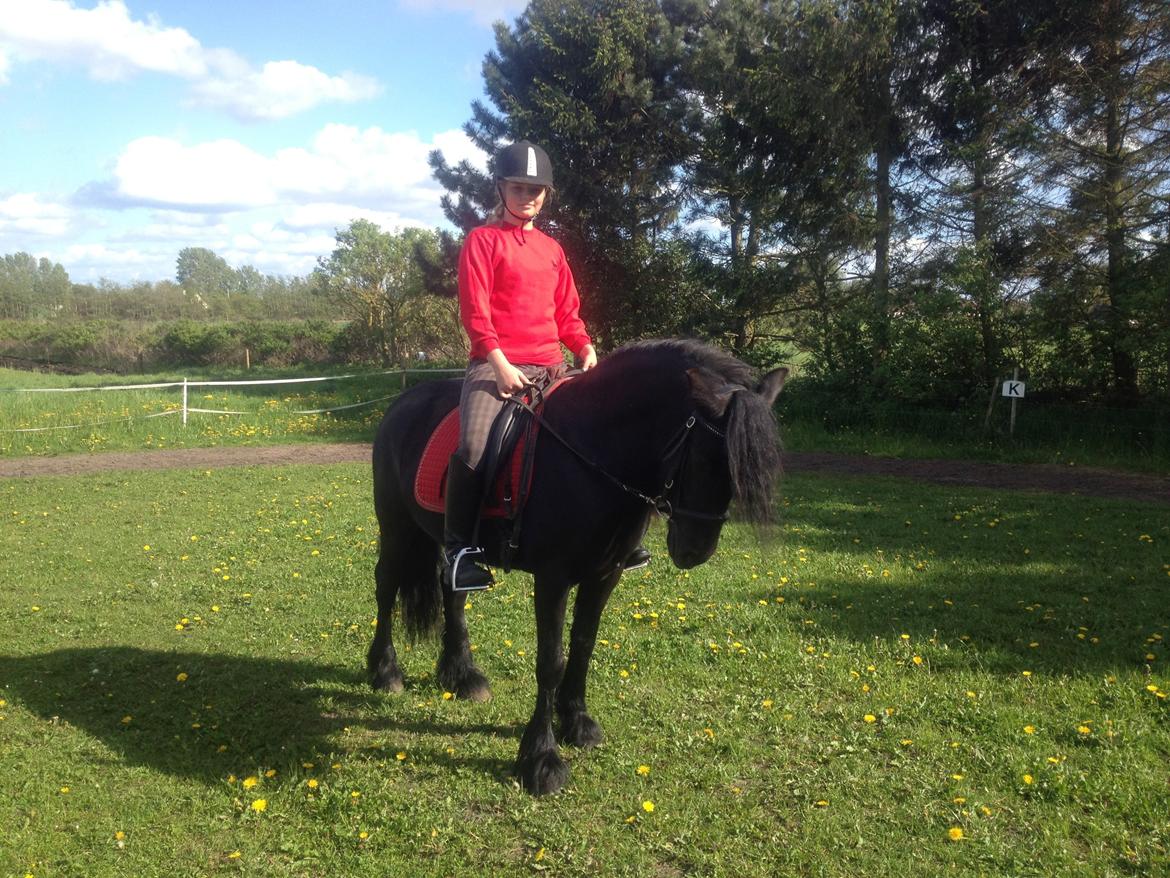  fell ponyer fra stutteri Bakkely - Bakkely´s Stella billede 7