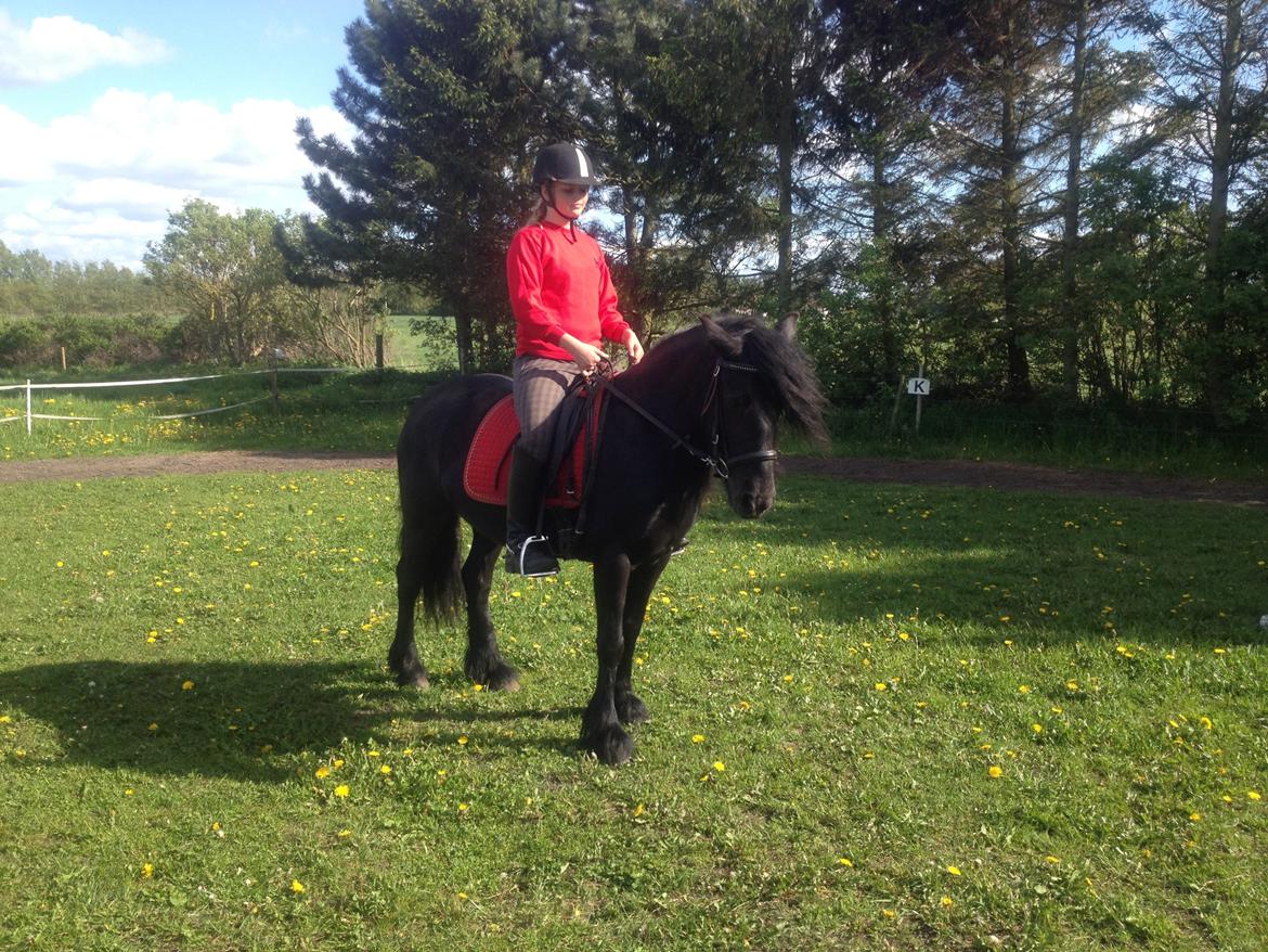  fell ponyer fra stutteri Bakkely - Bakkely´s Stella billede 8