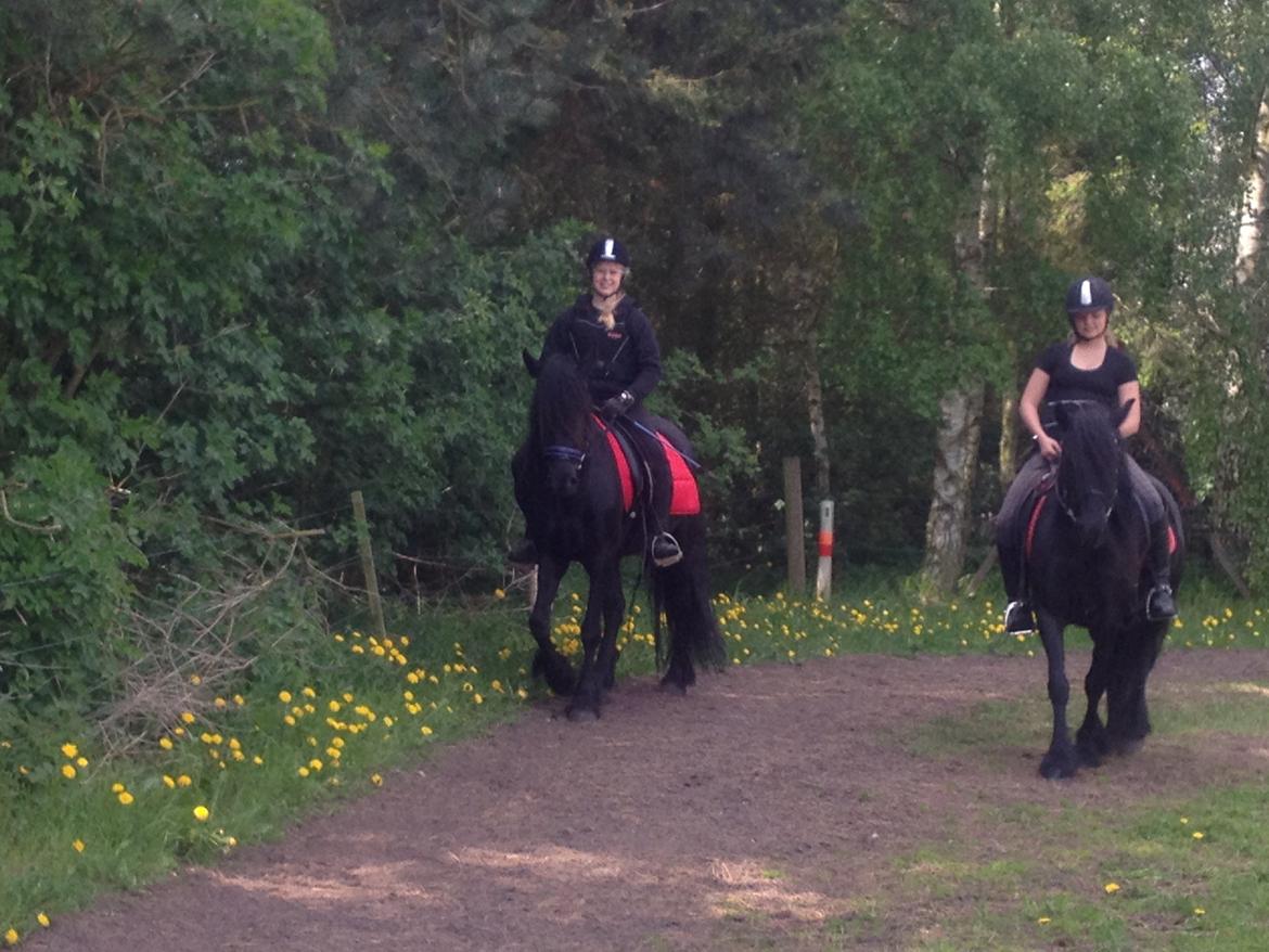  fell ponyer fra stutteri Bakkely - Sara og Nina på Stella og Bella billede 9