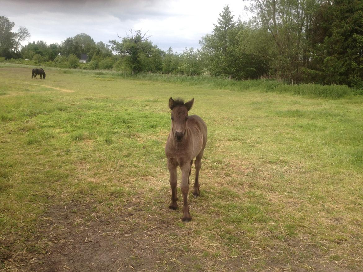  fell ponyer fra stutteri Bakkely - Bakkely´s Fie født 29/4-2012
tilsalg billede 10