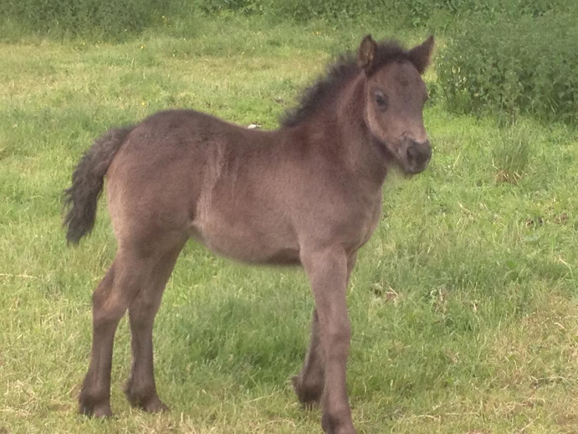  fell ponyer fra stutteri Bakkely - Bakkely´s Fie

pragtfuld føl, med en fantatisk gang er til salg billede 11