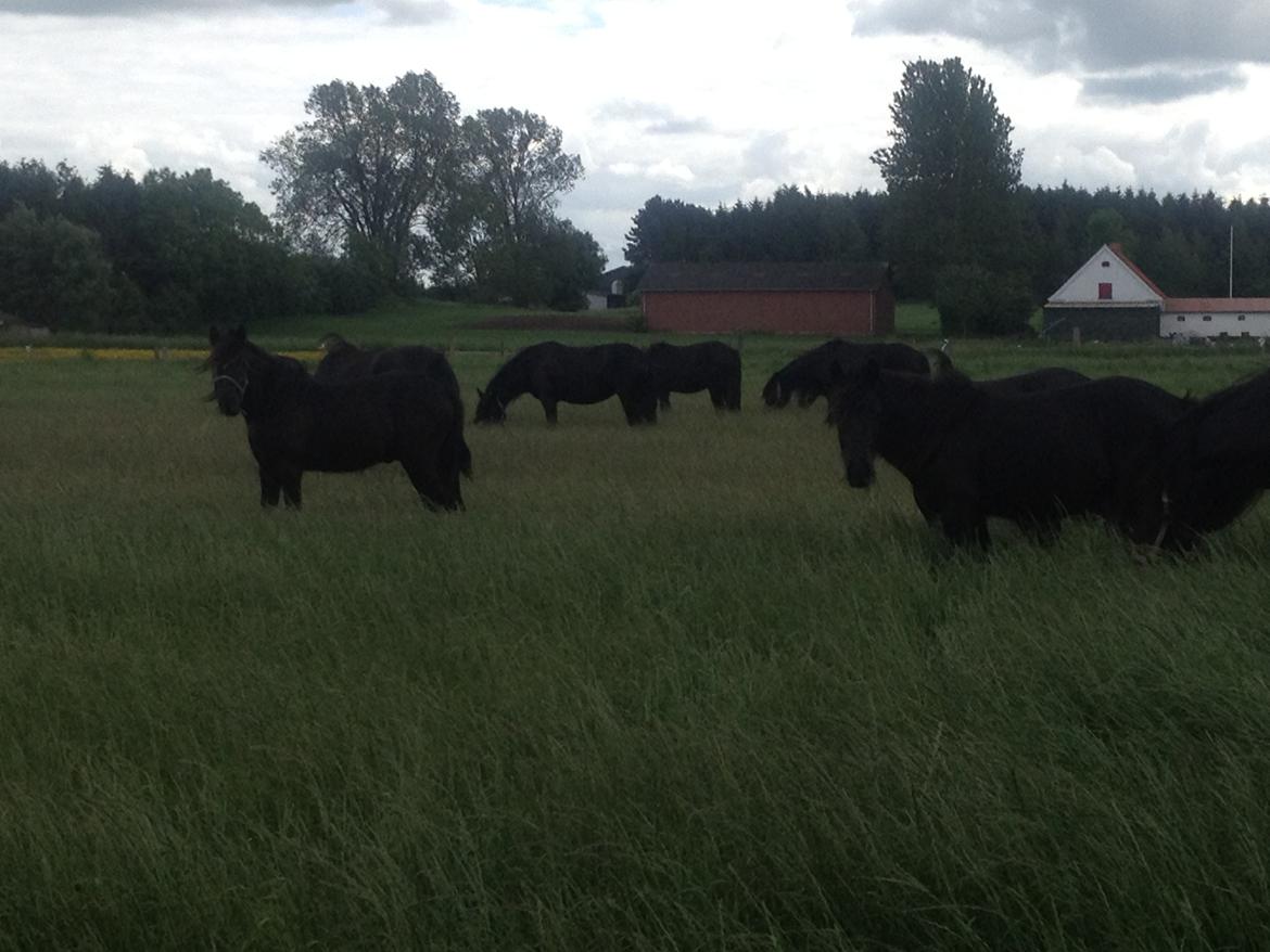  fell ponyer fra stutteri Bakkely - Flokken på sommergræs billede 12