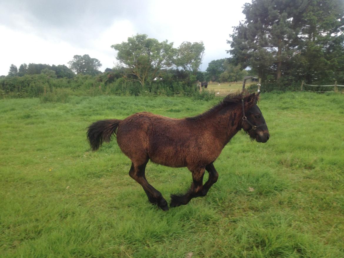  fell ponyer fra stutteri Bakkely - Tarpan prince fellmann billede 14