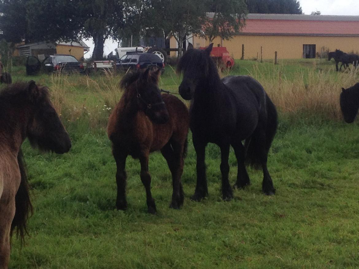  fell ponyer fra stutteri Bakkely billede 15