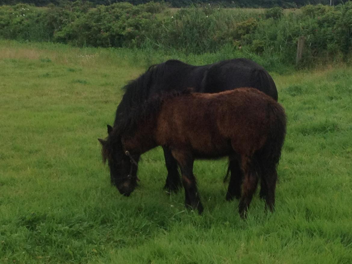  fell ponyer fra stutteri Bakkely billede 16