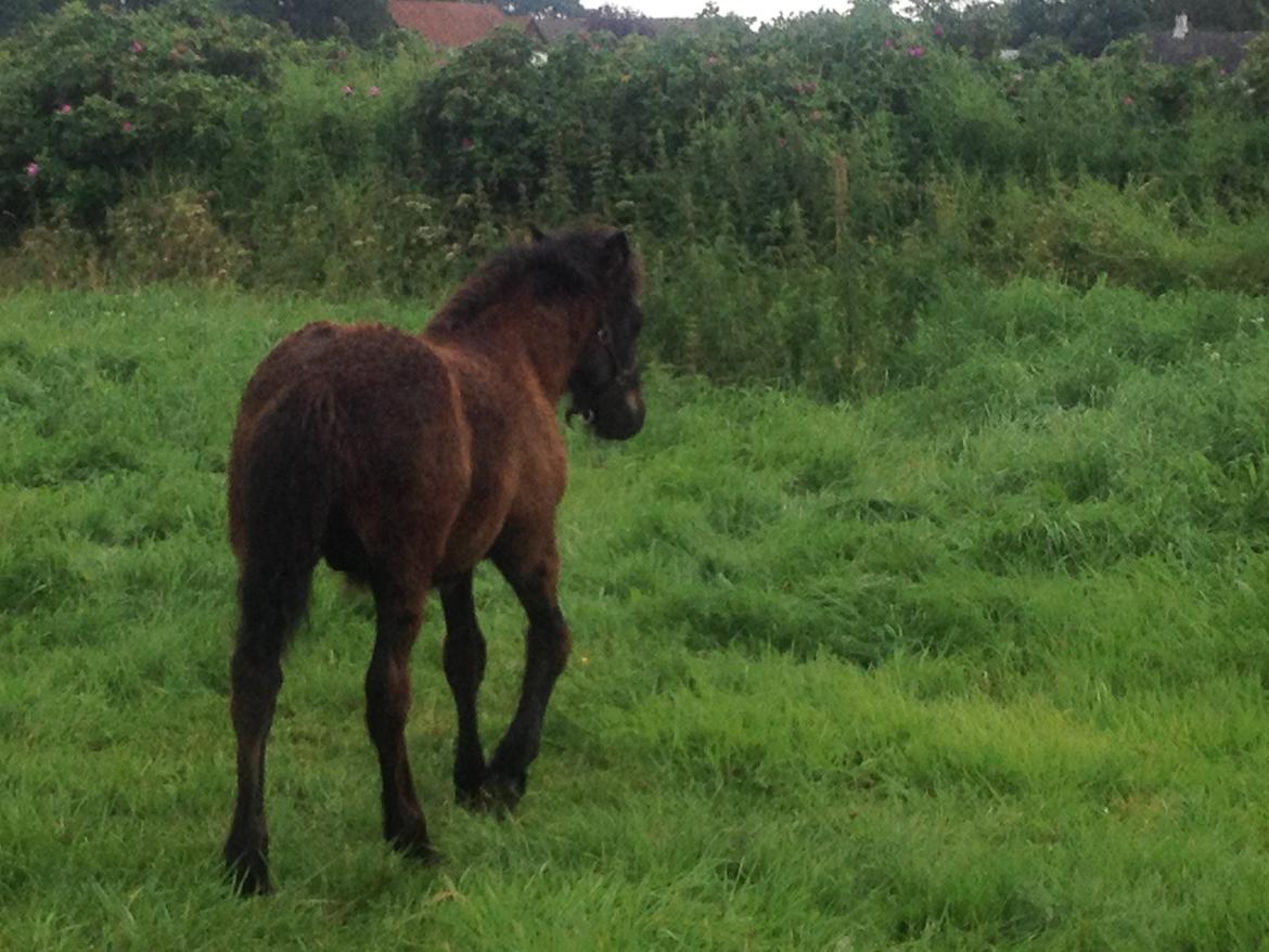  fell ponyer fra stutteri Bakkely billede 17