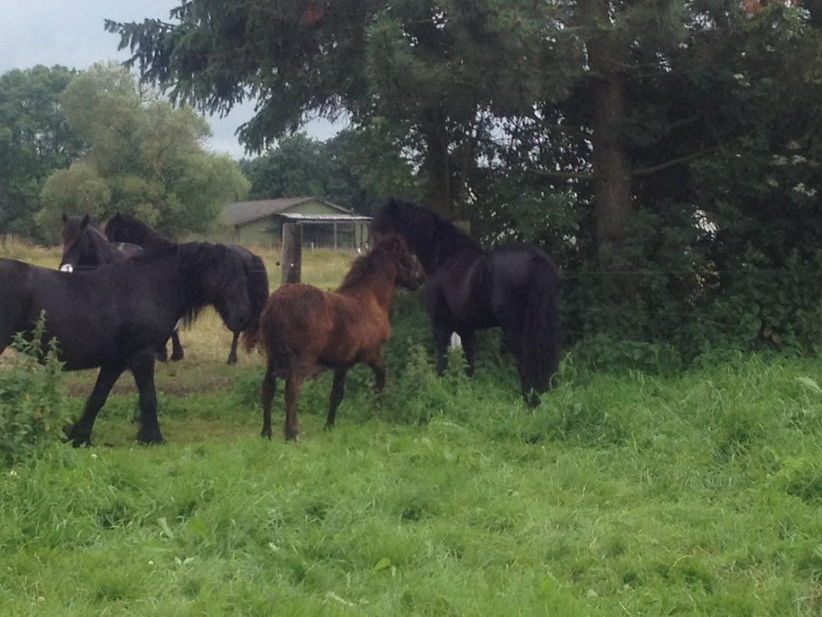  fell ponyer fra stutteri Bakkely billede 18