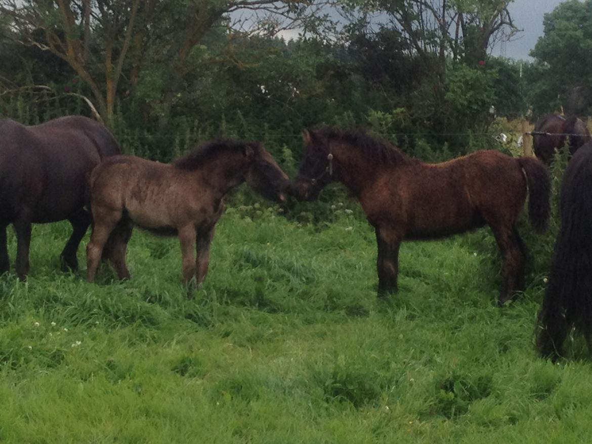  fell ponyer fra stutteri Bakkely billede 19