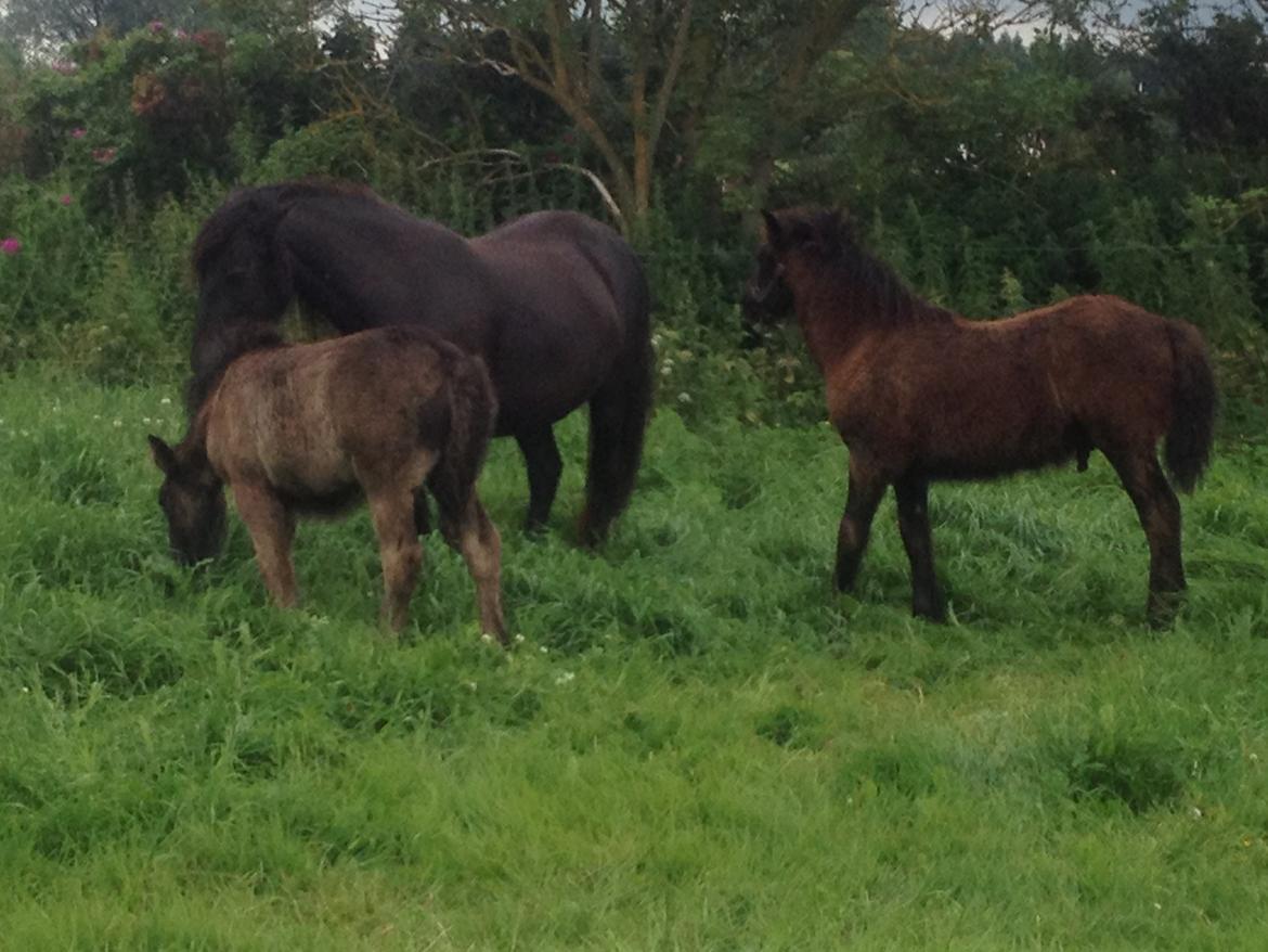  fell ponyer fra stutteri Bakkely billede 20