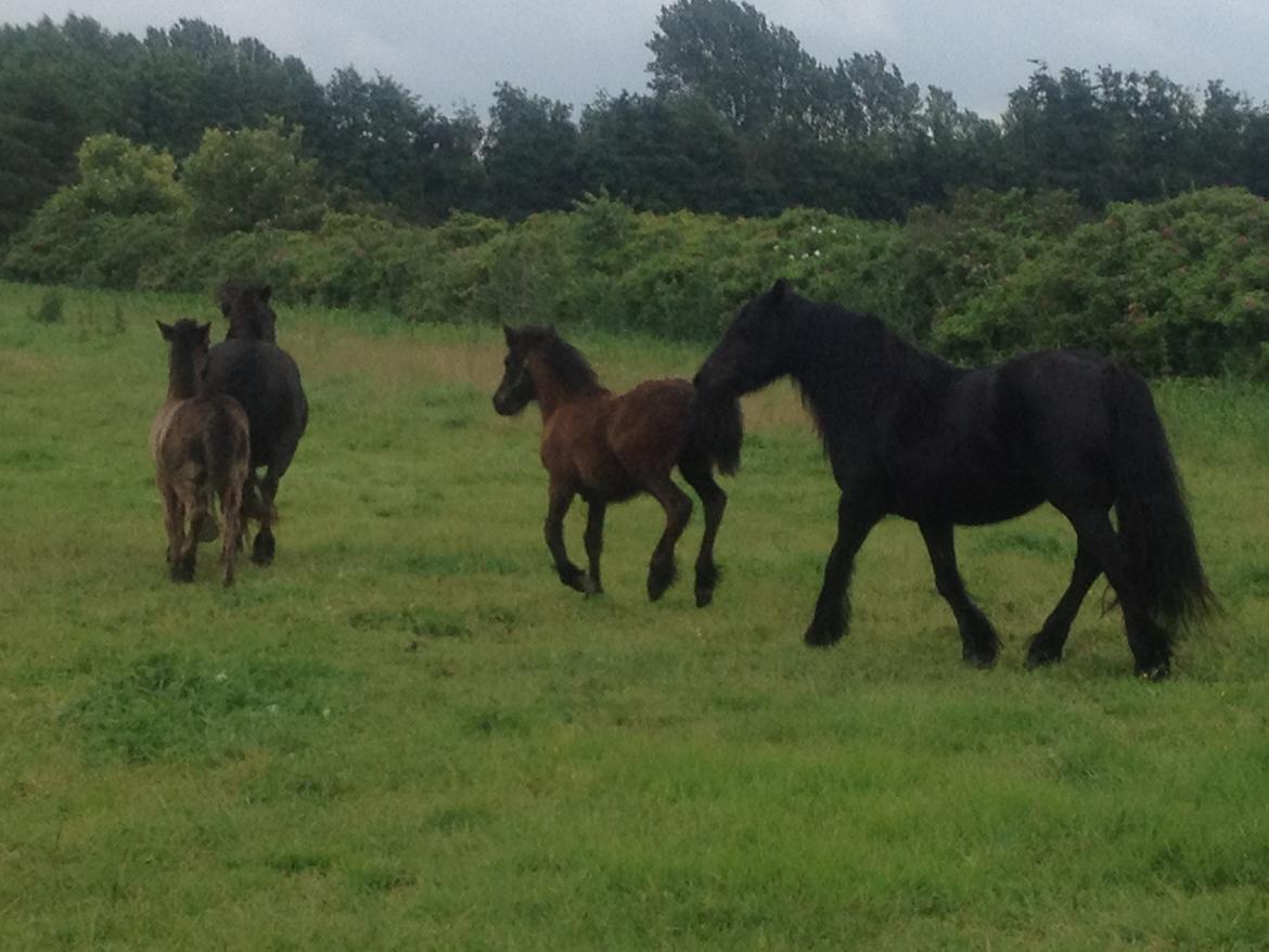  fell ponyer fra stutteri Bakkely billede 21