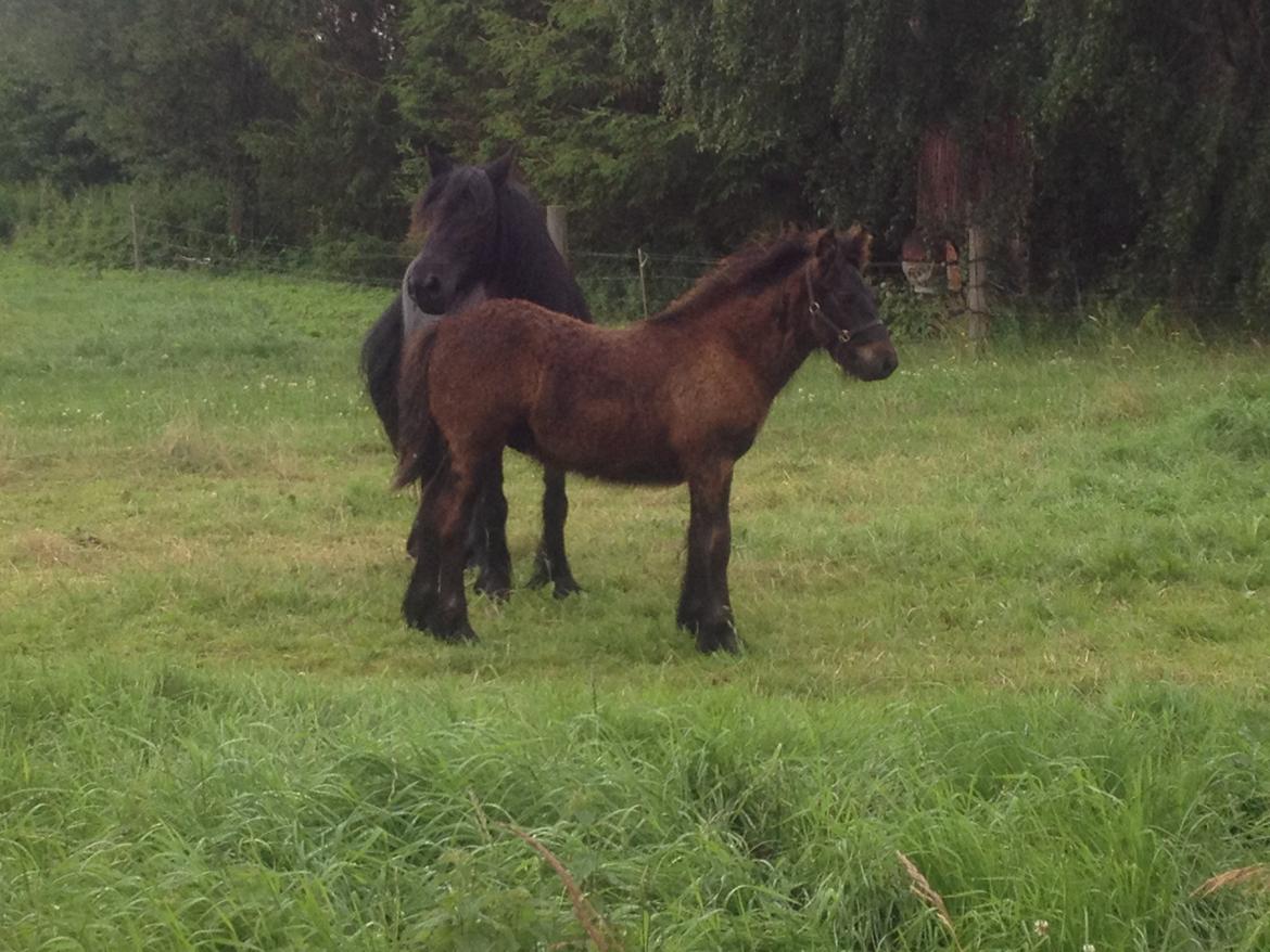  fell ponyer fra stutteri Bakkely - Tarpan billede 22