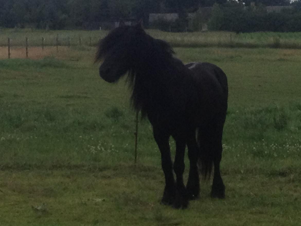  fell ponyer fra stutteri Bakkely - Lasse billede 23