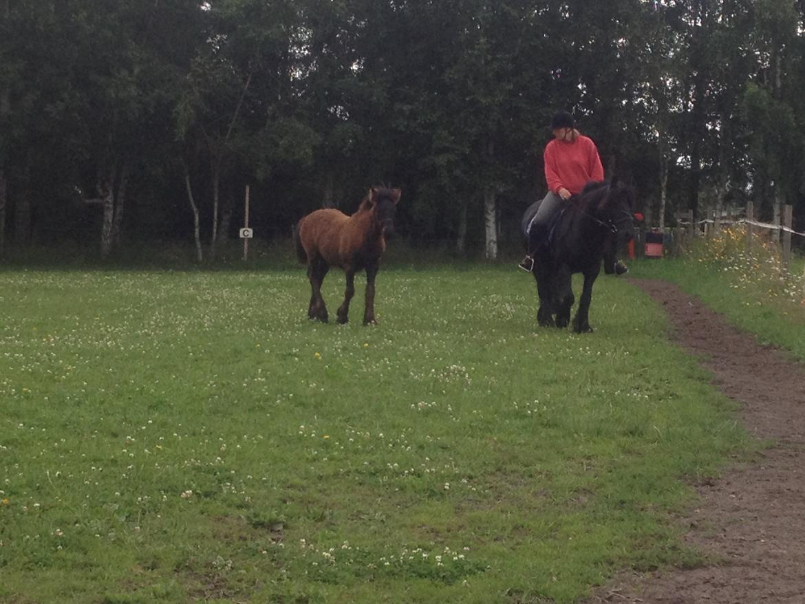  fell ponyer fra stutteri Bakkely billede 24