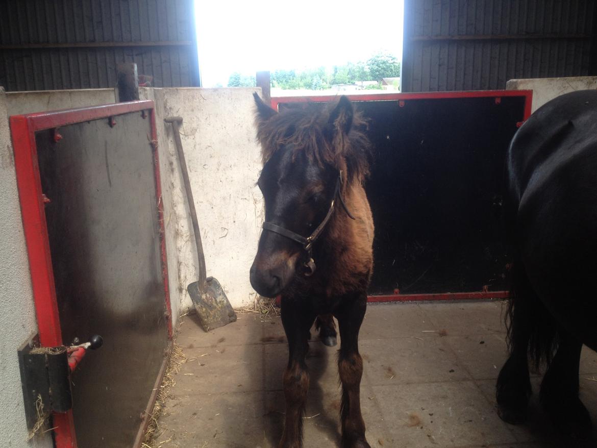  fell ponyer fra stutteri Bakkely - Tarpan billede 25