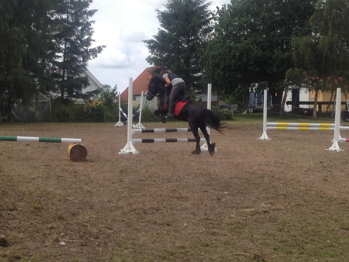  fell ponyer fra stutteri Bakkely - Sara og Lasse billede 26