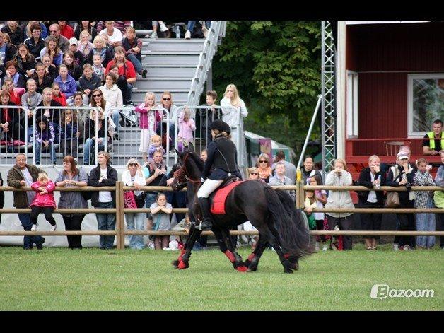  fell ponyer fra stutteri Bakkely - Show storehestedag 2012 billede 27