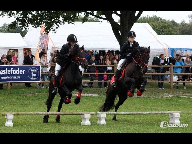  fell ponyer fra stutteri Bakkely - Lasse og Bella storehestedag 2012 billede 28