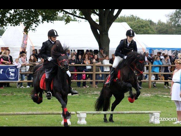  fell ponyer fra stutteri Bakkely billede 29