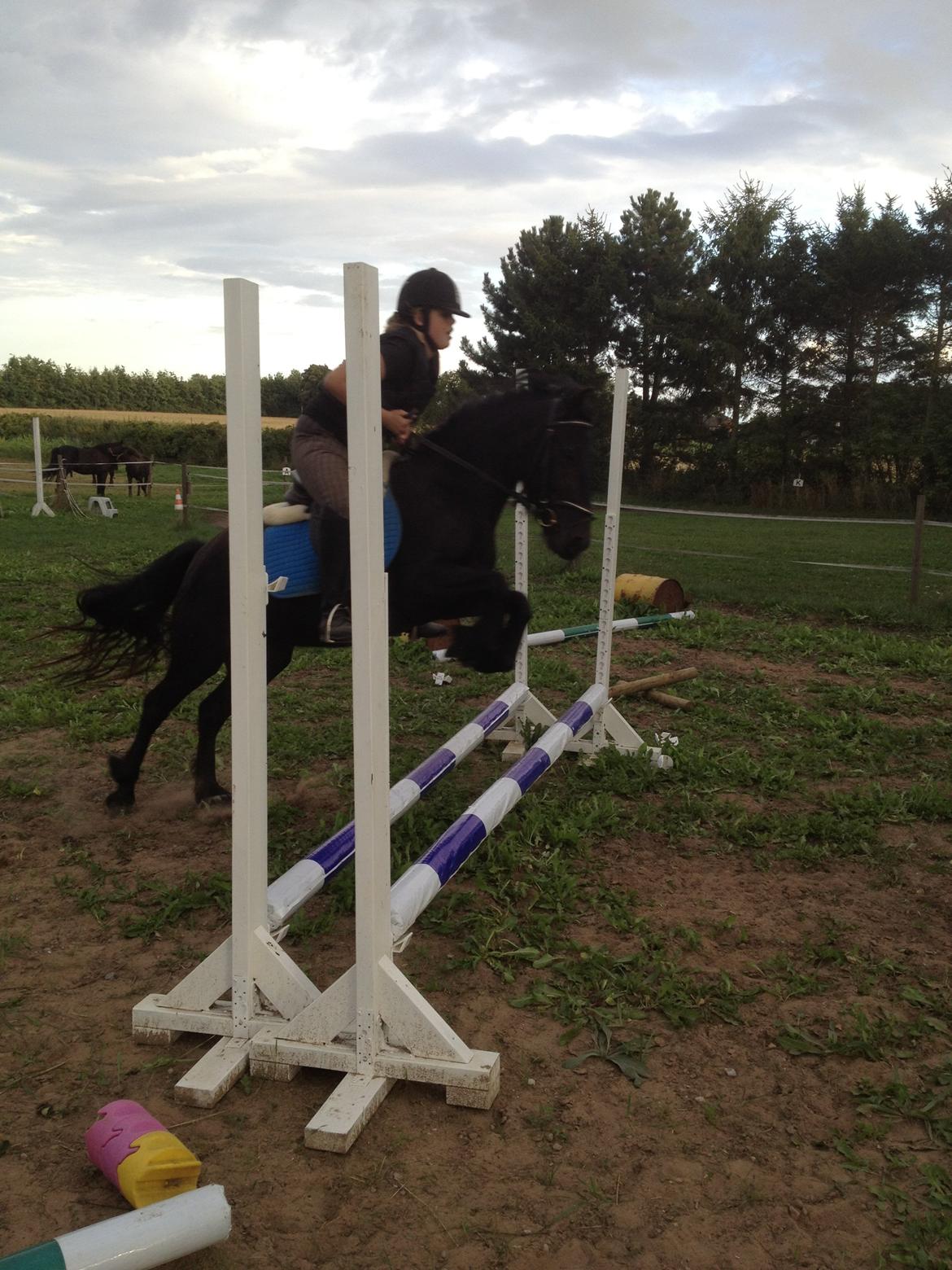 fell ponyer fra stutteri Bakkely - Bakkely´s Candy tilredet i år
 billede 30