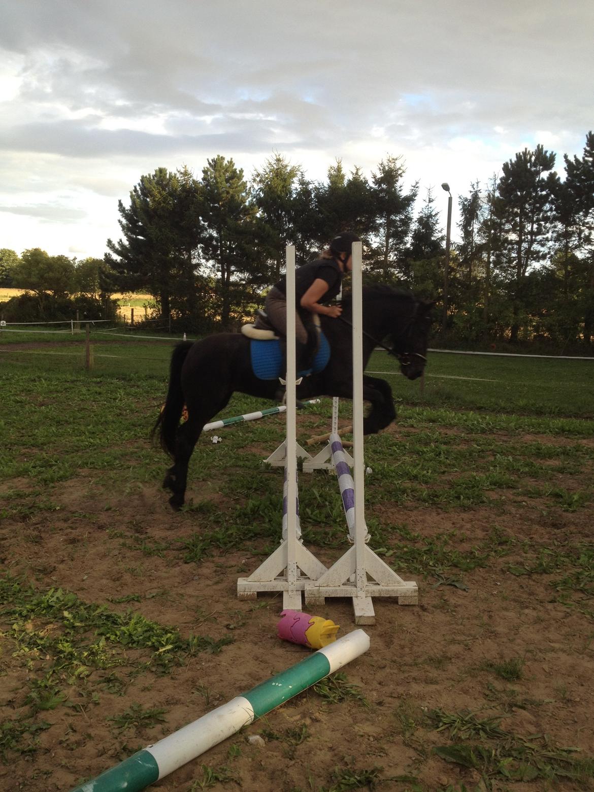  fell ponyer fra stutteri Bakkely - Bakkely´s Candy billede 31