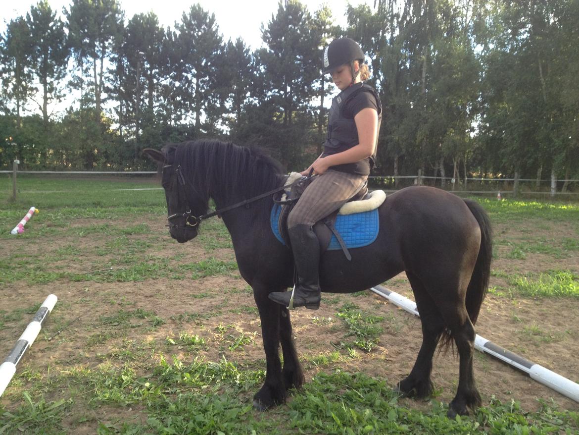  fell ponyer fra stutteri Bakkely - Bakkely´s Candy billede 32