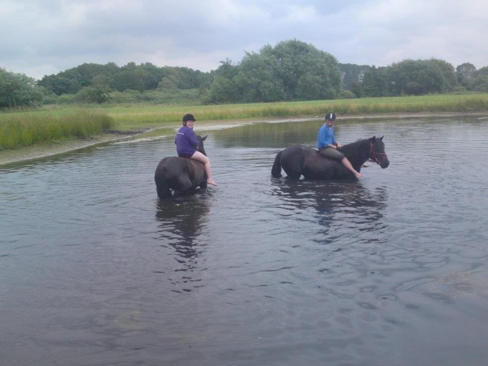  fell ponyer fra stutteri Bakkely - dejligt at bade når det er varmt billede 34