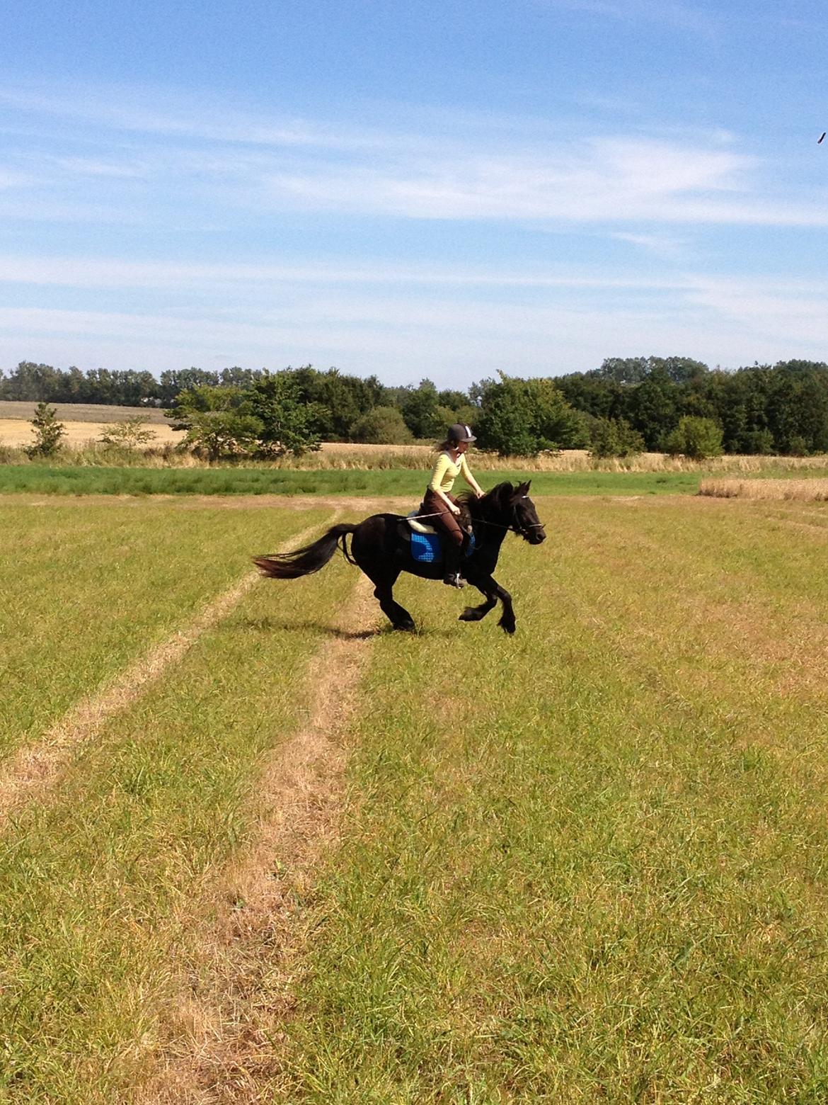  fell ponyer fra stutteri Bakkely - Bakkely´s Candy billede 35